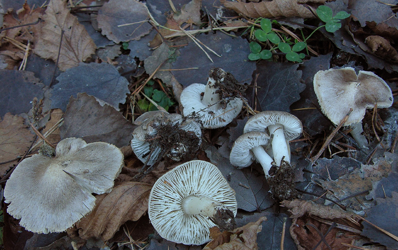 Tricholoma grigi.
